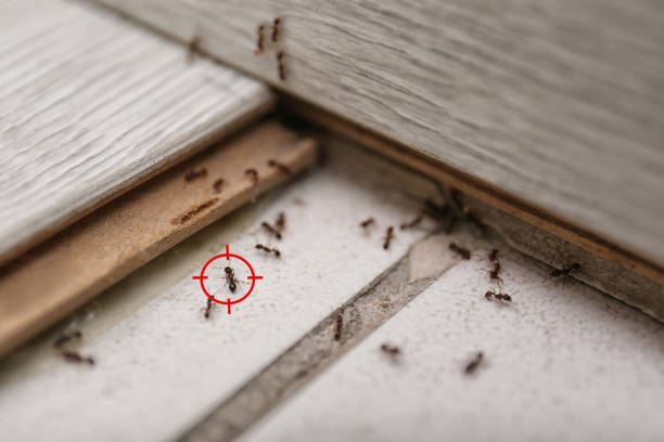 Pest Control for Restaurants in Port Neches, TX