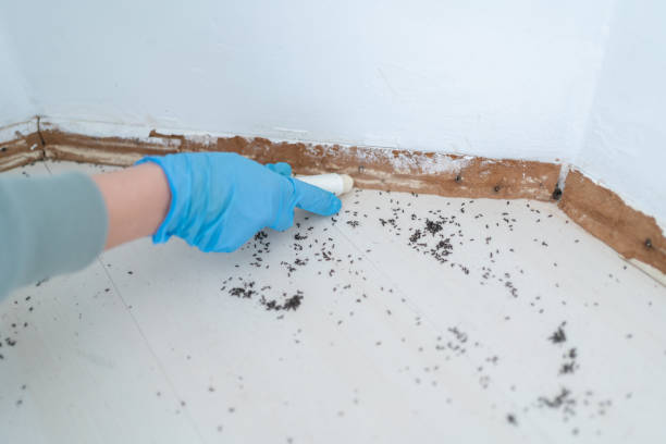 Best Residential Pest Control  in Port Neches, TX