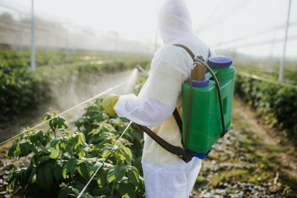 Best Local Pest Control Services  in Port Neches, TX